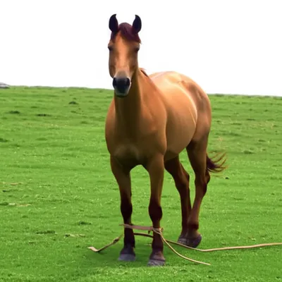 Illustration hobbles - Image 1