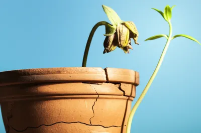 Illustration displaced - Image 1