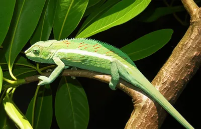 Illustration adjusts - Image 1