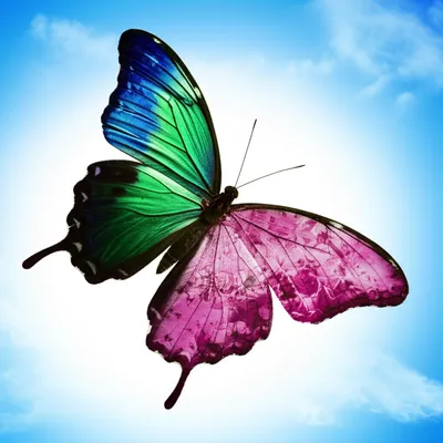 Illustration transitioned - Image 1