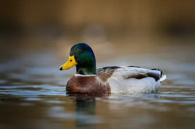 Illustration drakes - Image 1