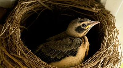 Illustration tyro - Image 1