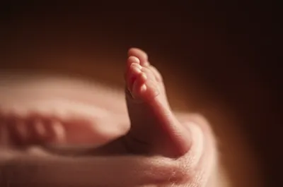 Illustration snappers - Image 1