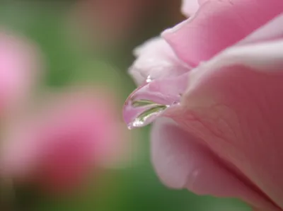 Illustration delicate - Image 1