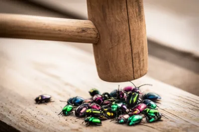 Illustration beetles - Image 1