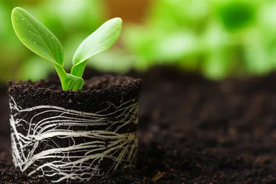 Illustration organically - Image 1