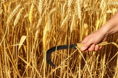 Illustration decimated - Image 1