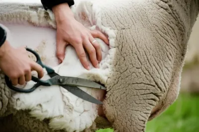 Illustration shearing