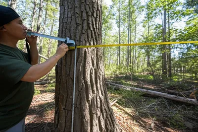 Illustration mensurations - Image 1