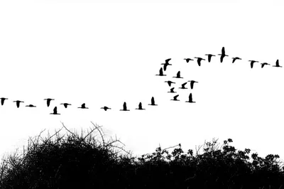 Illustration counterintuitive