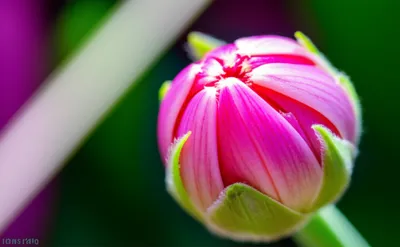 Illustration unfolding - Image 1