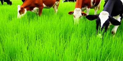 Illustration pasturage - Image 1