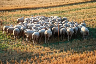 Illustration folding - Image 1