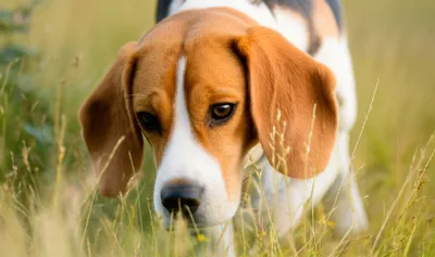 Illustration beagled - Image 1