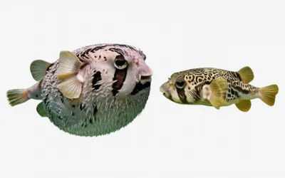 Illustration huff - Image 1