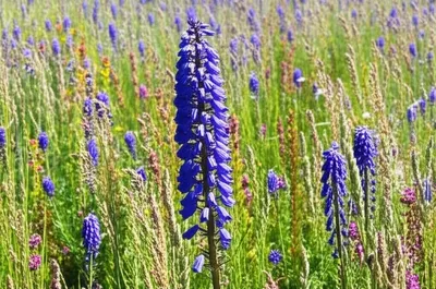 Illustration str - Image 1