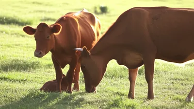 Illustration mating - Image 1