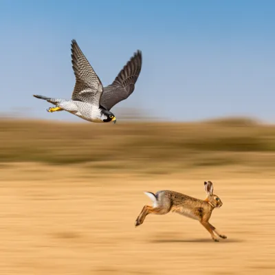 Illustration winged - Image 1