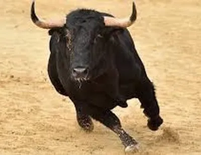 Illustration bull - Image 2