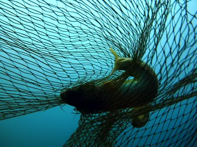 Illustration gill - Image 1