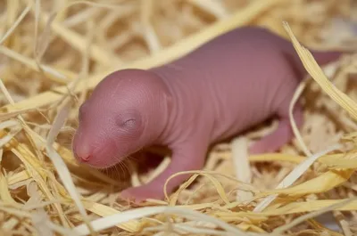 Illustration puppies - Image 1