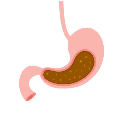 Illustration stomach