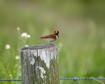 Illustration chippy - Image 1