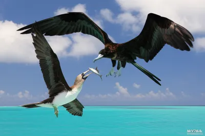 Illustration pirates - Image 1