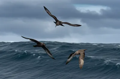 Illustration jaegers - Image 1