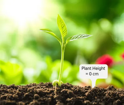 Illustration initializes - Image 1