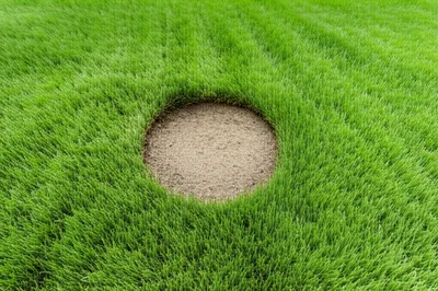 Illustration scalps - Image 1