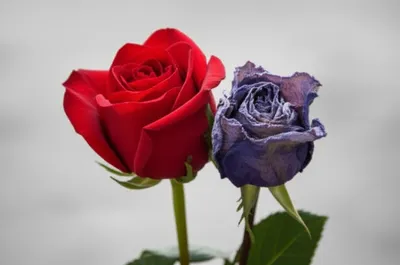 Illustration foils - Image 1