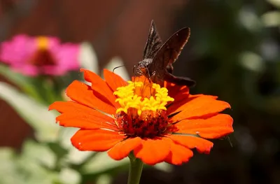 Illustration skippers - Image 2