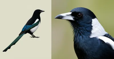 Illustration magpie - Image 1