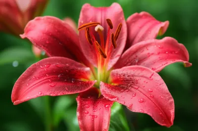 Illustration oriental - Image 1