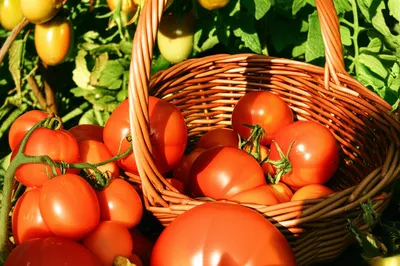 Illustration ripest - Image 1