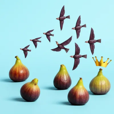 Illustration figs - Image 1