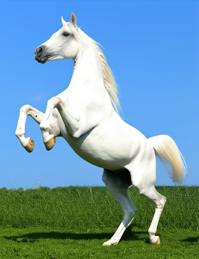 Illustration prancing