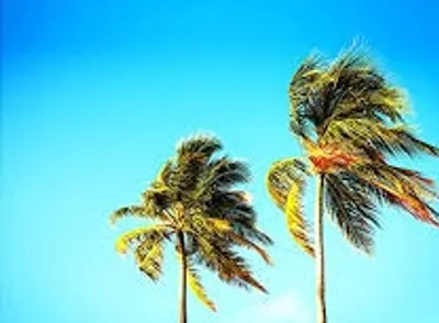 Illustration fresh - Image 6