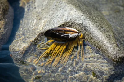 Illustration beard - Image 1