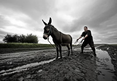 Illustration sullen - Image 1