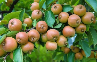 Illustration medlar - Image 1