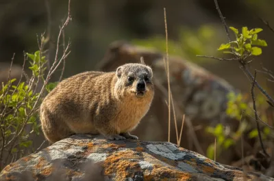 Illustration hyrax