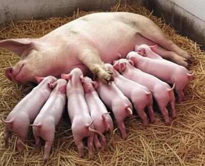 Illustration farrow - Image 1