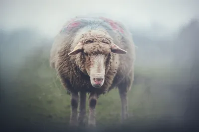 Illustration bangs - Image 1