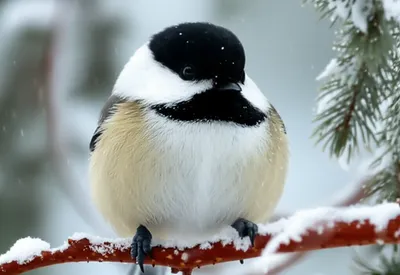 Illustration tit - Image 1