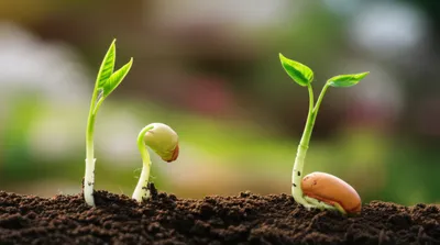 Illustration vegetate