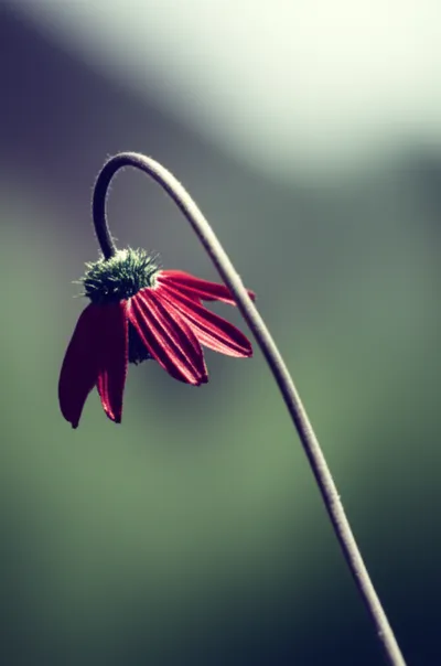 Illustration relapsing - Image 1