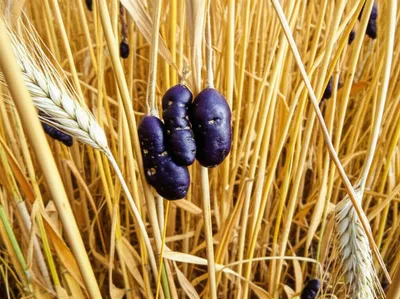 Illustration ergots - Image 1