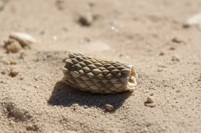 Illustration button - Image 1